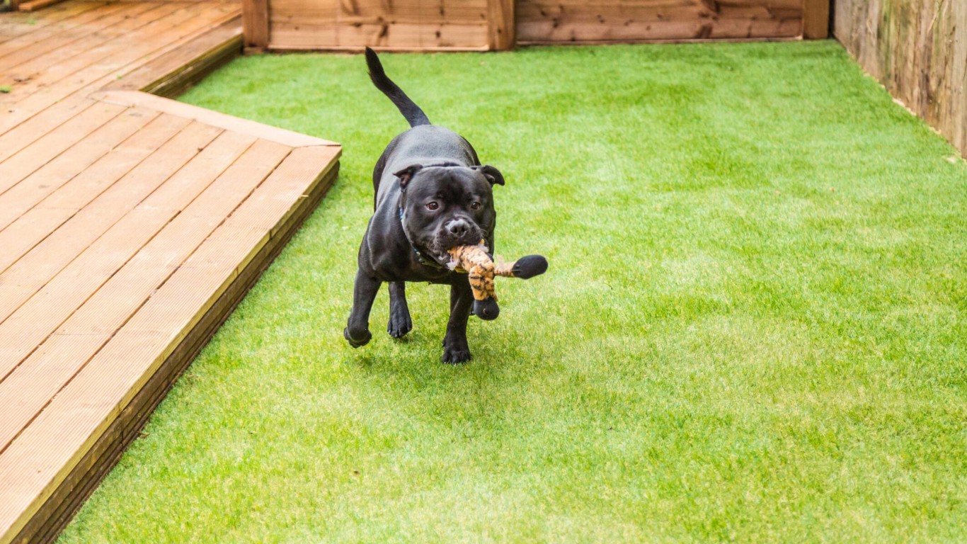Pet-friendly artificial grass with dog playing in Huntsville yard